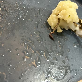 Karnabaharın İçinden Yılan Çıktı: Ailemin Sağlığı Tehlikeye Girdi