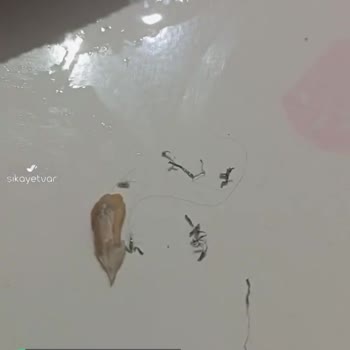 Tadım Ürünün İçerisinden Bu Şekilde Tel Çıktı Çocuğumun Dişine Takıldı