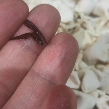 Migros'tan Satın Alınan Mantı Ürünü Sağlık Ve Güven Sorunu Yarattı