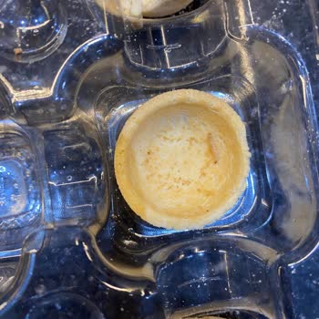 Sinangil Kurabiyede Kurt Şoku Ve Hayal Kırıklığı