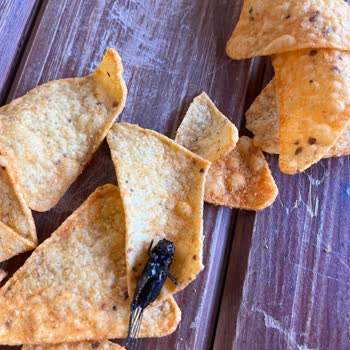 Doritos Cipsin İçinden Böcek Çıkması Nedeniyle Hijyen Ve Sağlık Endişesi Yaşadım