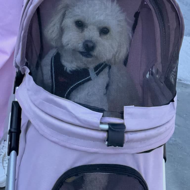 Kapalı Bebek Arabasındaki Köpeğimle Marketten Kaba Bir Şekilde Çıkarıldım