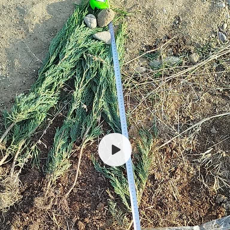Sipariş Edilen Boyda Leylandi Gönderilmedi, Eksik Ürün Teslimatı Ve Gecikme