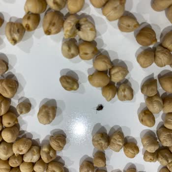 Migros'tan Aldığım Nohut Böcekli Çıktı, Fiş Olmadan Çözüm Sunulmadı