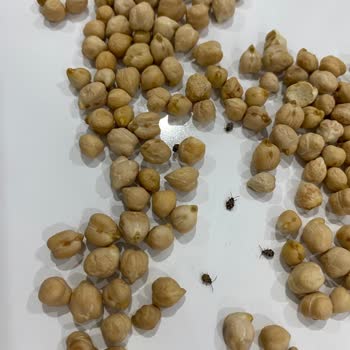 Migros'tan Aldığım Nohut Böcekli Çıktı, Fiş Olmadan Çözüm Sunulmadı