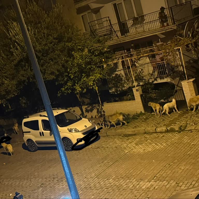 Aydın Büyükşehir Belediyesi Mahallede Artan Başıboş Sokak Hayvanları Nedeniyle Güvenlik Endişesi