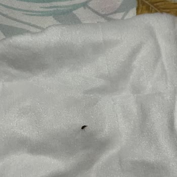 Sleepy Islak Mendillerde Ölü Böceklerle Karşılaştım Hijyen Endişesi Yaşıyorum