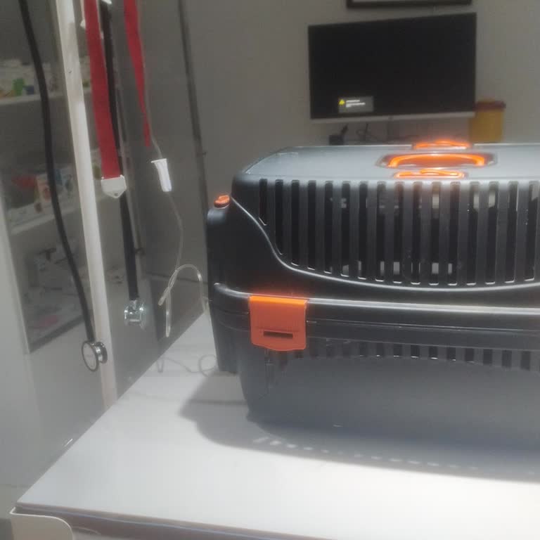 Konyaaltı Hayvan Hastanesi'nde Kayıt Ve Bilgi Eksikliği, Hak İhlali