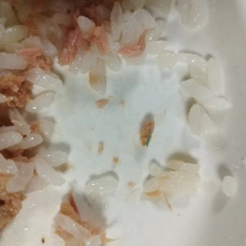 Superfresh Ton Balığı Konservesinden Yabancı Madde Çıkması ve Gıda Güvenliği Endişesi