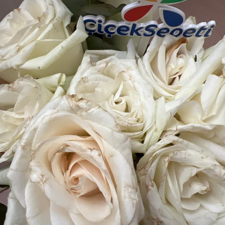 Eksik Ve Solmuş Güllerle Hayal Kırıklığı: Siparişim Kullanılamaz Halde Teslim Edildi