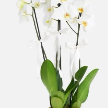 Çiçek Sepeti Görselden Farklı Solmuş Çiçek Gönderdi Okulda Dalga Konusu Olduk