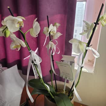 Çiçek Sepeti Görselden Farklı Solmuş Çiçek Gönderdi Okulda Dalga Konusu Olduk