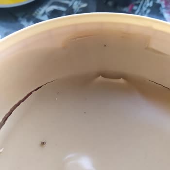 Aldığım Kremada Canlı Böcek Çıktı, Hijyen Ve Güven Sıfırlandı