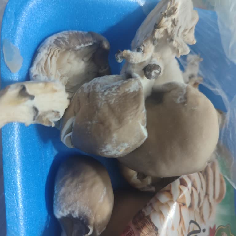 Carrefour SA'dan Bozuk İstiridye Mantarı Teslim Edildi Muhatap Bulamıyorum