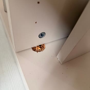 Doğrucan Mobilya Çeyiz Paketi Mağduriyeti Ve İlgisiz Hizmet Deneyimi