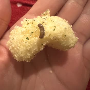 Aldığım Nohut Cipsinden Kurt Çıktı, Sağlığım Tehlikeye Girdi