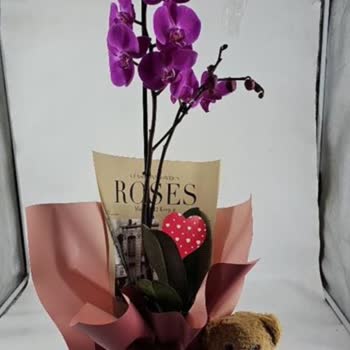 Taze Çiçek’ten Geç Ve Özensiz Orkide Teslimatı: Hayal Kırıklığı Ve Mahcubiyet