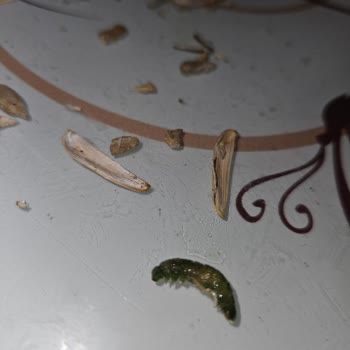 Aldığım Çekirdek Paketinden Canlı Kurt Çıkması Nedeniyle Gıda Güvenliğine Dair Endişe