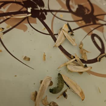 Aldığım Çekirdek Paketinden Canlı Kurt Çıkması Nedeniyle Gıda Güvenliğine Dair Endişe