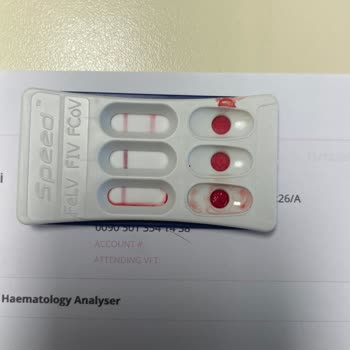 Hasta Kedi Satışı Ve İade Taleplerime Olumsuz Yaklaşım