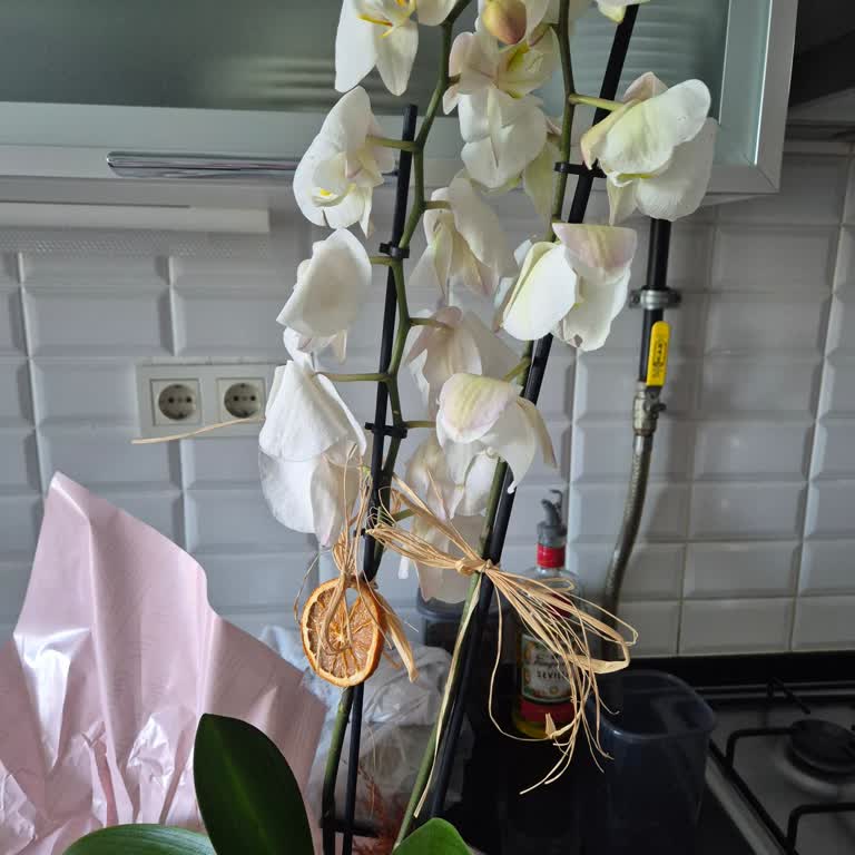 Çiçek Sepeti Çiçek Sepeti Yanıltıcı Orkide Satışıyla Hayal Kırıklığı