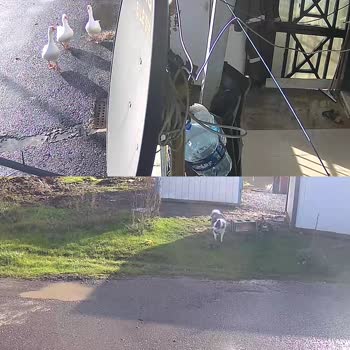 Şile Belediyesi Sahipli Köpek Saldırısı Sonucu Maddi Zarar ve Güvenlik Endişesi