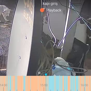 Şile Belediyesi Sahipli Köpek Saldırısı Sonucu Maddi Zarar ve Güvenlik Endişesi