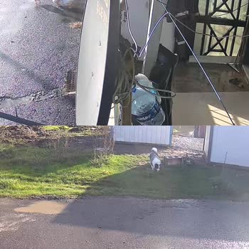 Şile Belediyesi Sahipli Köpek Saldırısı Sonucu Maddi Zarar ve Güvenlik Endişesi