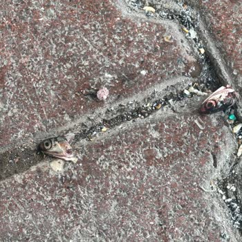 Carrefour SA Konyaaltı Mağazasında Süregelen Hijyen Sorunları Ve Yetersiz Temizlik