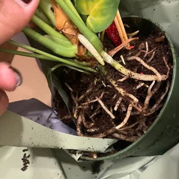 Siparişim Görsele Uygun Teslim Edilmedi, Çözüm Sunulmadı