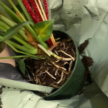 Siparişim Görsele Uygun Teslim Edilmedi, Çözüm Sunulmadı