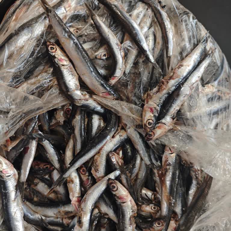 Migros'tan Aldığım Balık Taze Değildi, İade Talep Ediyorum