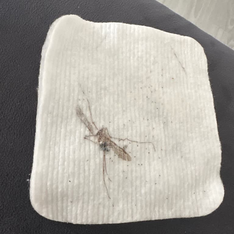 Bebek Pamuğunda Yabancı Madde Ve Böcek Çıktı, Hijyen Endişesi Yaşıyorum