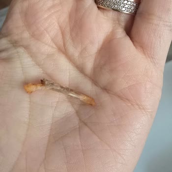 Espressolab Chicken Korean Sandviçte Büyük Kemik Parçası: Gıda Güvenliği Endişesi