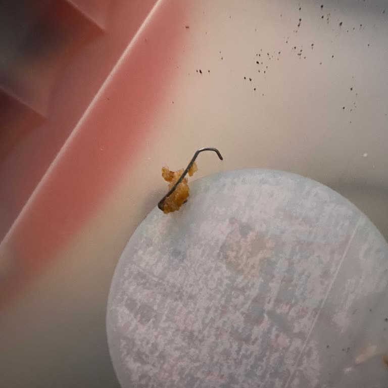 Waffle Siparişimden Zımba Teli Çıktı, Ne Ücret İadesi Ne De Çözüm Sunuldu!