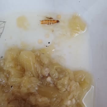 Konserve Patlıcanda Ölü Böcek Şoku BİM’de Yaşadığım Hayal Kırıklığı