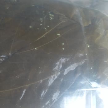 Kozalak Diyarı Gönderilen Asma Yaprağı Kötü Ve Firma İlgisiz!