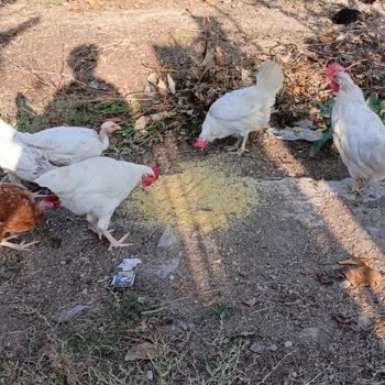 İzmit Belediyesi Komşunun Tavukları Nedeniyle Evimde Yaşadığım Koku, Gürültü Ve Maddi Zararlar