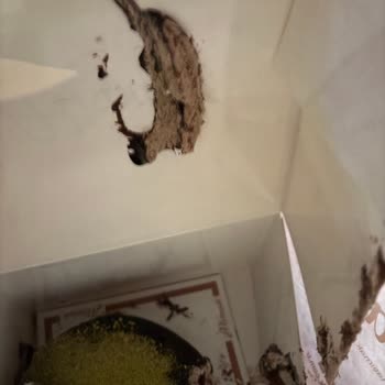 Teslimatta Özensizlik Ve Saygısız Davranış: Pasta Siparişimde Yaşadığım Olumsuz Deneyim