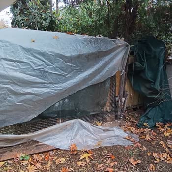 Tuzla'da Başıboş Köpekler Gece Bahçemize Ve Kümese Saldırıyor, Ailemiz Endişeli