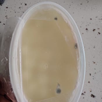 Aldığım Peynirin Küflü Çıkması Nedeniyle Mağduriyet Yaşadım