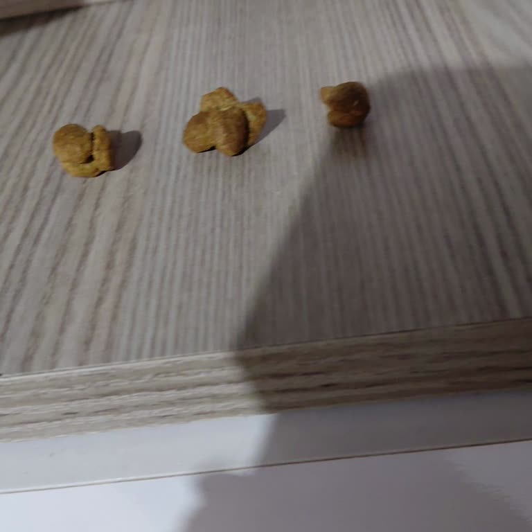 Kısır Kedi Mamasında Kalite Sorunu Ve Yetersiz Müşteri Desteği