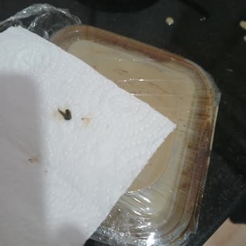 Açık Satılan Pekmezde Sinek Çıkması: Hijyen Ve Denetim Eksikliği Endişesi