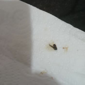 Açık Satılan Pekmezde Sinek Çıkması: Hijyen Ve Denetim Eksikliği Endişesi