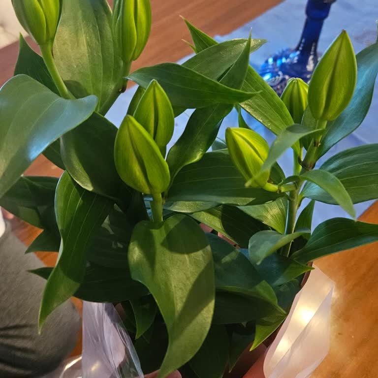 Sipariş Ettiğim Lilyumlar Açmamış Ve İlandakinden Tamamen Farklı Geldi