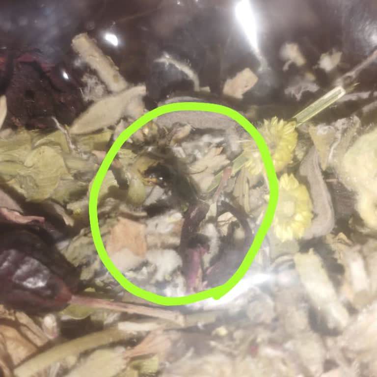 Kış Çayında Böcek Şoku Ve Marketin İlgisiz Tavrı Müşteri Güvenini Sarstı