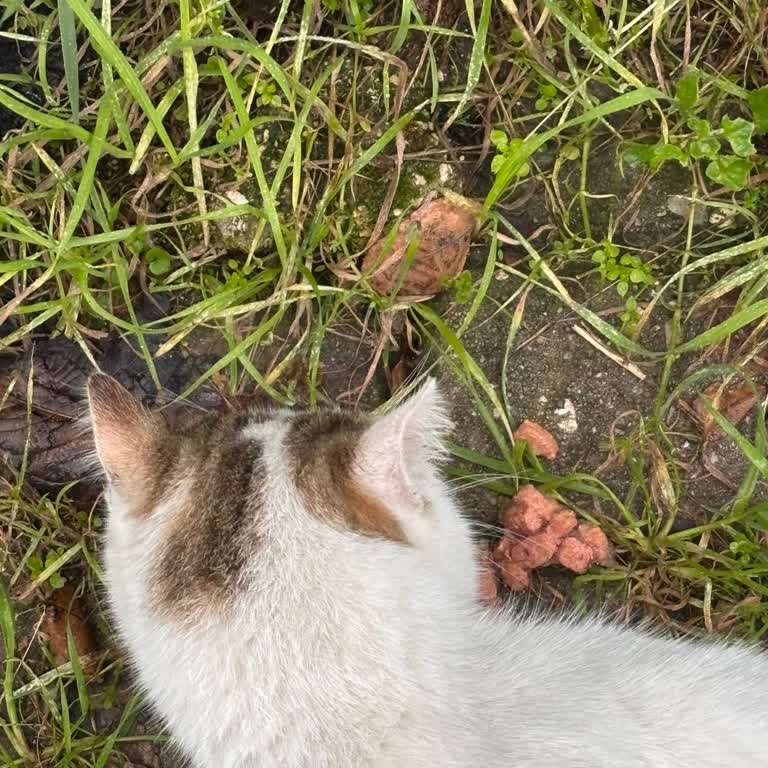 Renault Mais Ataevler'de Değersiz Teklif Ve İlgisiz Yaklaşım Hayal Kırıklığı Yarattı