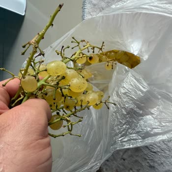 Fixgross Hasköy Şubesinde Kalitesiz Ürün Ve Yanlış Fiyatlandırma Mağduriyeti