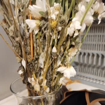 Çiçek Sepeti’nden Küflü Papatya Buketiyle Özel Günüm Mahvoldu