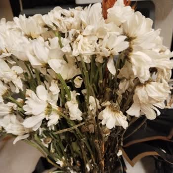 Çiçek Sepeti’nden Küflü Papatya Buketiyle Özel Günüm Mahvoldu